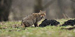 Foto: Wolfgang Lequen, Lizenz: Wolfgang Lequen