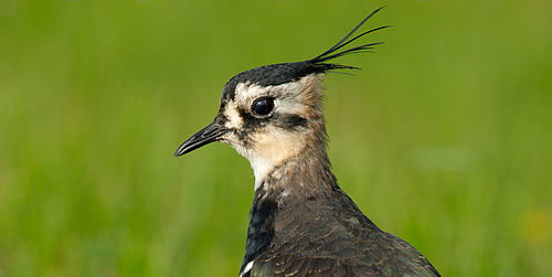 Foto: Tom Dove, Lizenz: Tom Dove