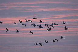 Foto: Tom Dove, Lizenz: Tom Dove