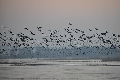 Foto: M.Kreiling, Lizenz: Stiftung Naturschutzfonds Brandenburg