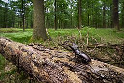 Foto: S. Hennings, Lizenz: Stiftung NaturSchutzFonds Brandenburg